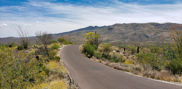 Saguaro National Park, Arizona